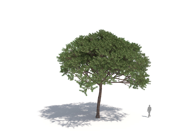 PlantsKit | Sosna pinia | Pinus pinea