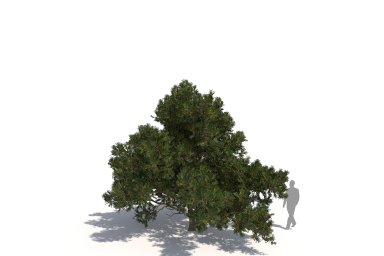 PlantsKit | Sosna wydmowa | Pinus contorta subsp. Contorta