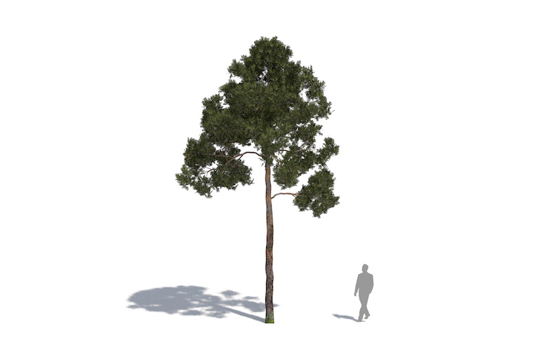 PlantsKit | Sosna zwyczajna | Pinus sylvestris