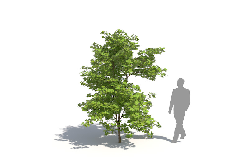 PlantsKit | Klon palmowy | Acer palmatum