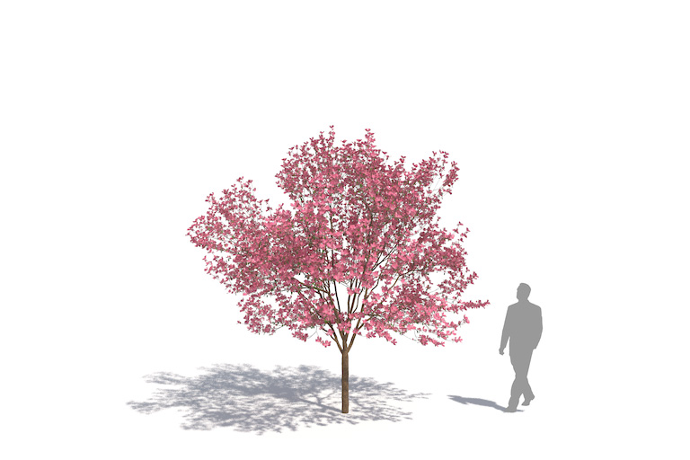 PlantsKit | Dereń kwiecisty | Cornus florida var. Rubra