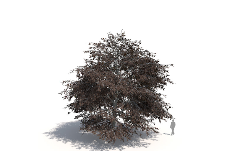 PlantsKit | Buk pospolity Atropunicea | Fagus sylvatica