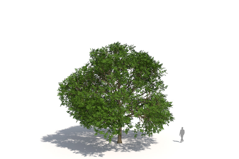 PlantsKit | Jesion wyniosły | Fraxinus excelsior