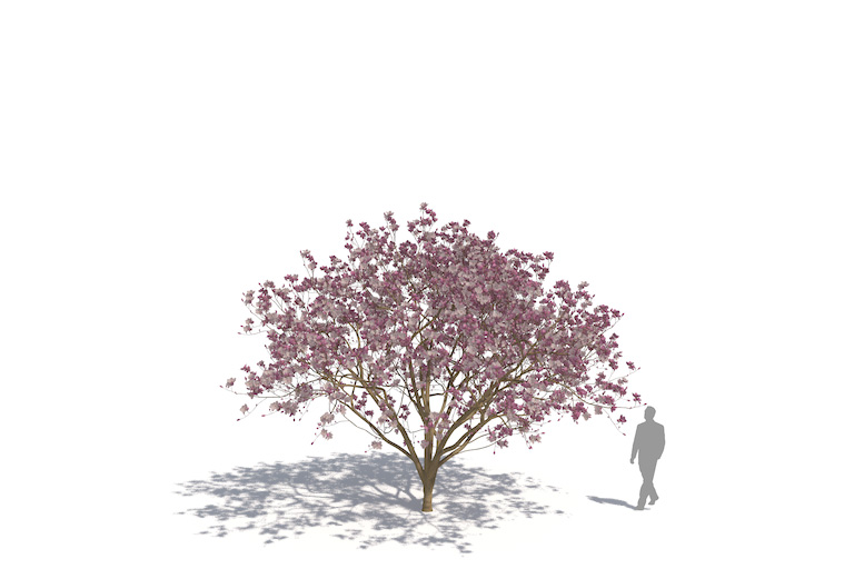 PlantsKit | Magnolia pośrednia Norbertii | Magnolia x soulangeana