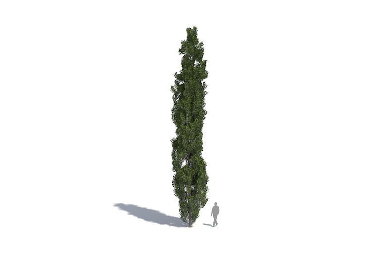 PlantsKit | Topola włoska | Populus nigra Italica