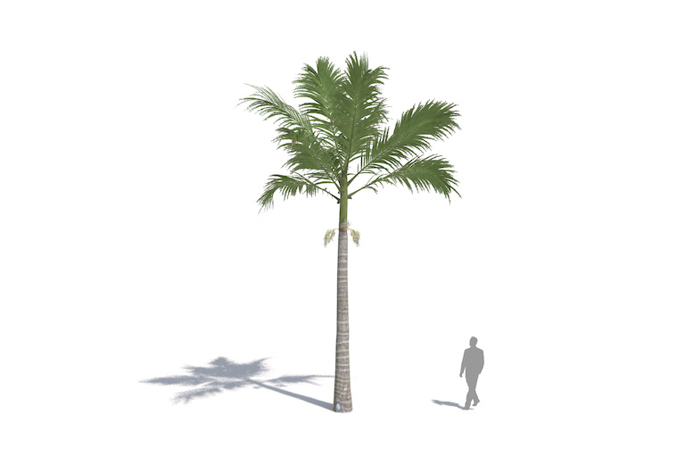 PlantsKit | Palma Alexandra | Archontophoenix alexandrae