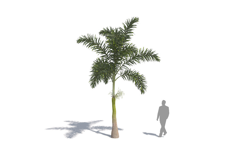 PlantsKit | Wodyetia bifurcata | Wodyetia bifurcata