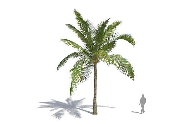 PlantsKit | Kokos właściwy | Cocos nucifera