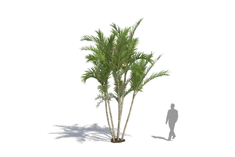 PlantsKit | Dypsis lutescens | Dypsis lutescens