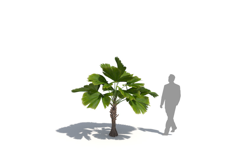 PlantsKit | Palma wachlarzowata | Licuala grandis