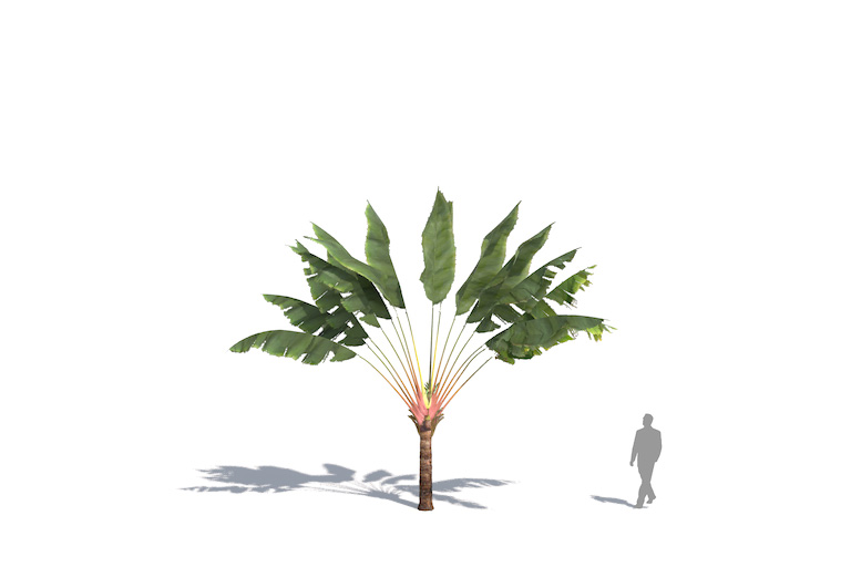 PlantsKit | Pielgrzan madagaskarski | Ravenala madagascariensis