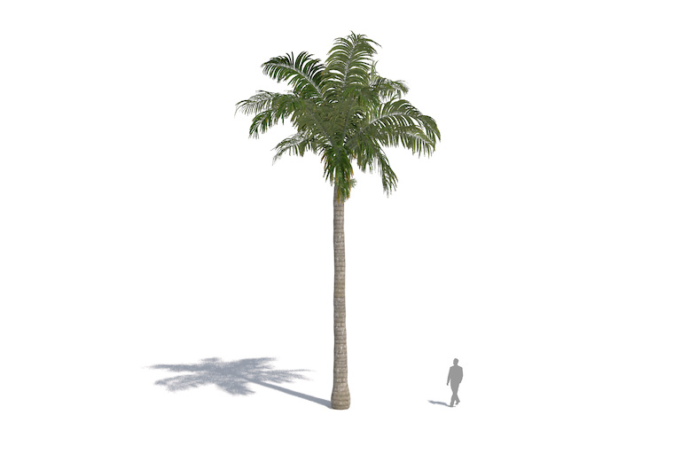 PlantsKit | Roystonea oleracea | Roystonea oleracea