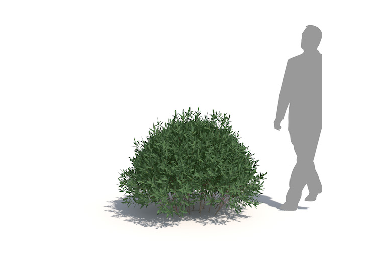 PlantsKit | Wierzba purpurowa Nana | Rosa canina