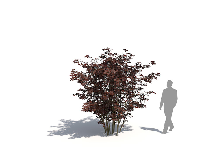 PlantsKit | Judaszowiec | Cercis glabra