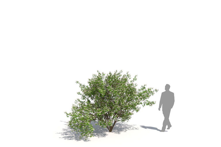 PlantsKit | Głóg jednoszyjkowy | Crataegus monogyna