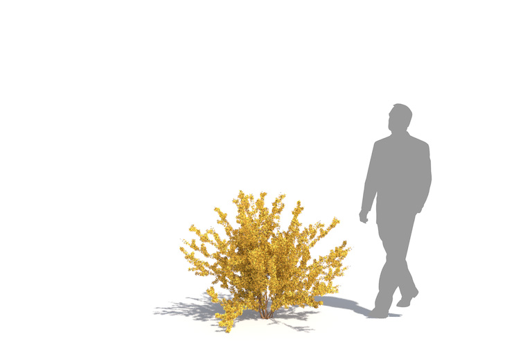 PlantsKit | Forsycja pośrednia | Forsythia x intermedia