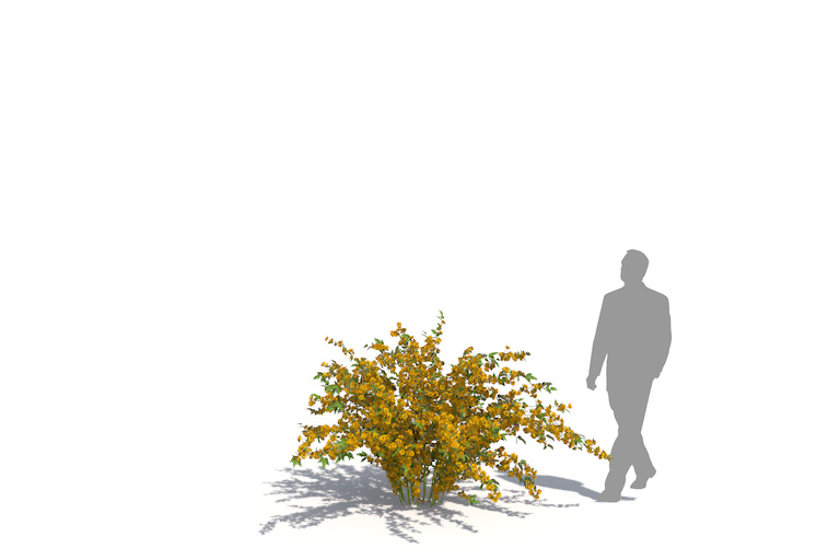 PlantsKit | Złotlin japoński Pleniflora | Kerria japonica