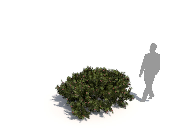 PlantsKit | Kosodrzewina | Pinus mugo subsp. Mugo