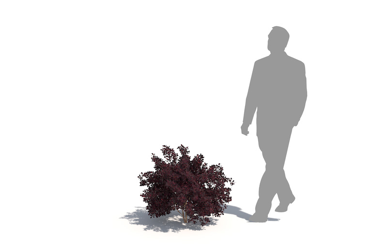 PlantsKit | Berberys Thunberga Atropurpurea | Berberis thunbergii