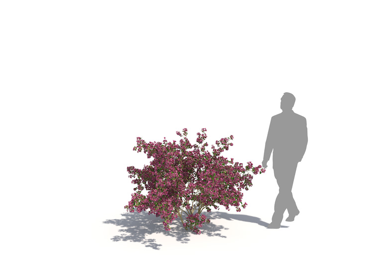 PlantsKit | Krzewuszka Eva Rathke | Weigela