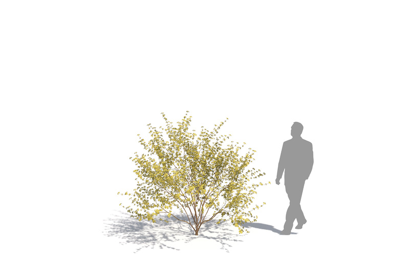 PlantsKit | Dereń jadalny | Cornus mas