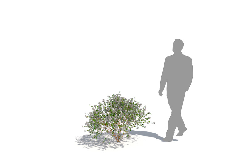 PlantsKit | Żylistek wysmukły | Deutzia gracilis