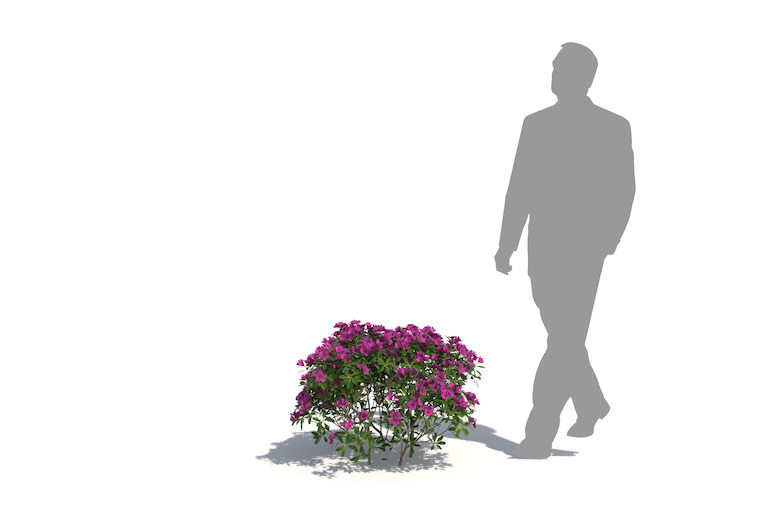 PlantsKit | Różanecznik Amoena | Rhododendron