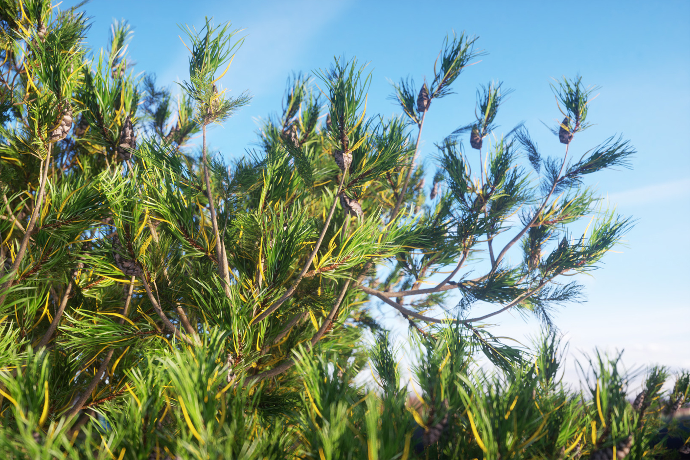 Laubdwerk Plants Kit | Darmowe modele 3D roślin